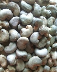 raw-cashew-nuts-2H