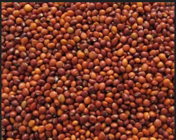 red-gram-pigeon-pea-seeds-2H
