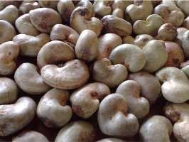 raw-cashew-nut-rcn-2H